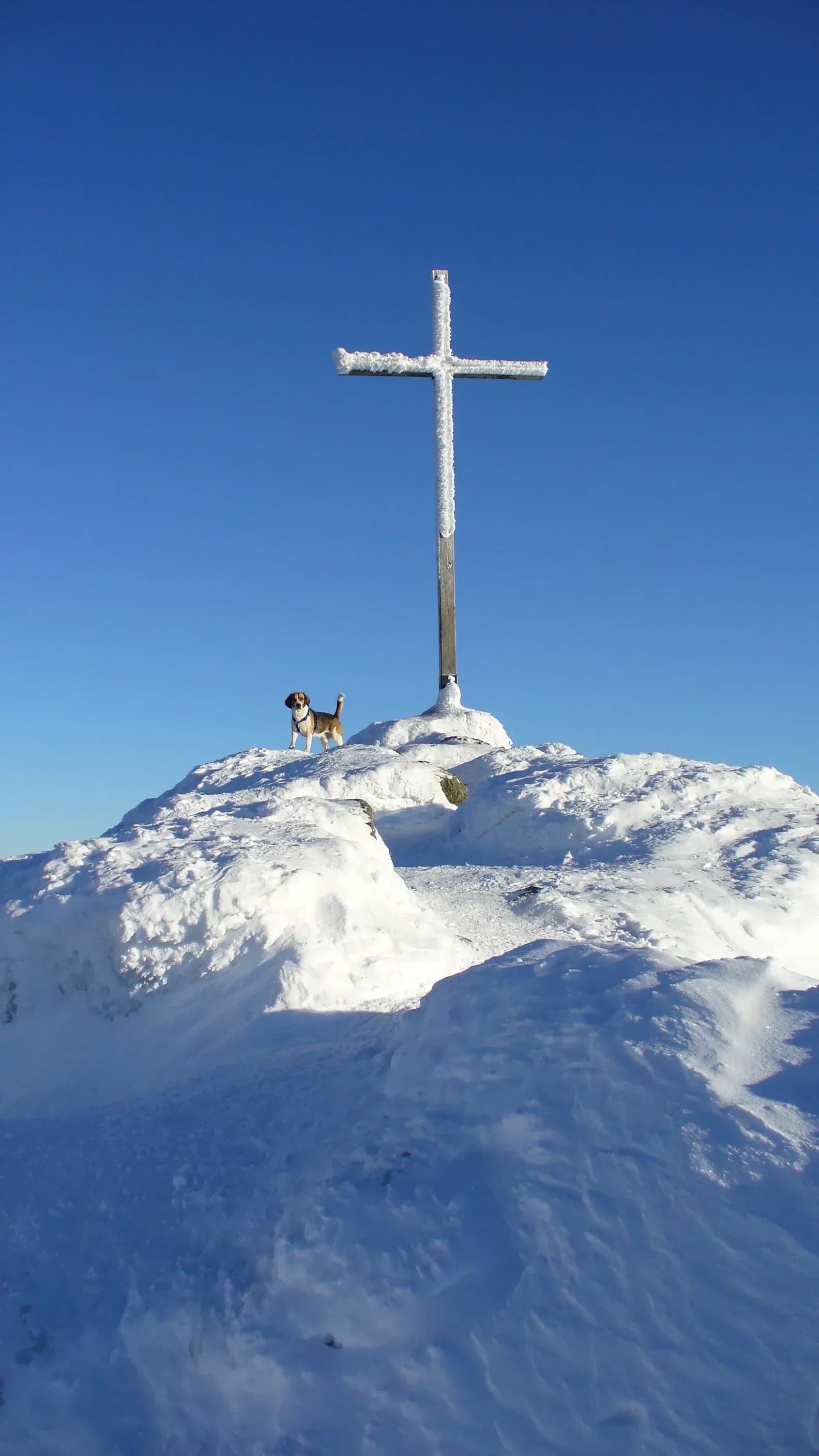 Urlaub mit Hund im Chalet im Bayerischen Wald
