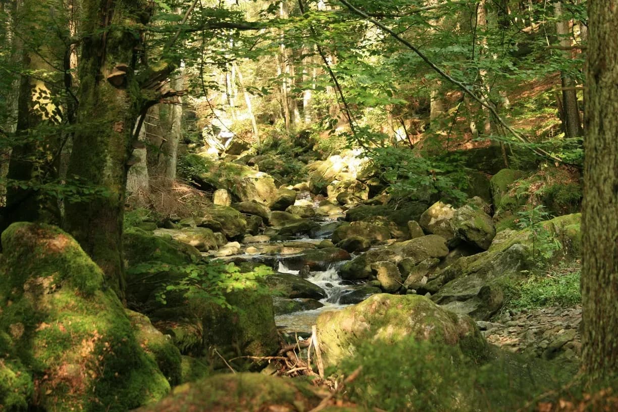 Wanderurlaub Bayerischer Wald