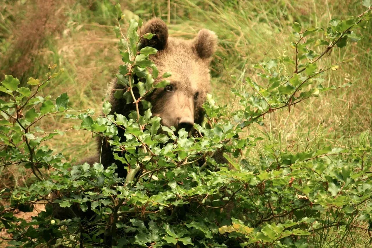 Chalet Auszeit in der Natur - Longevity die sanfte Achtsamkeit entdecken