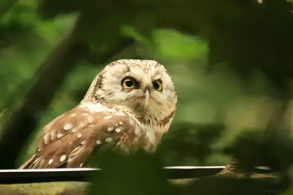 Chalet Auszeit in der Natur - Longevity die sanfte Achtsamkeit entdecken